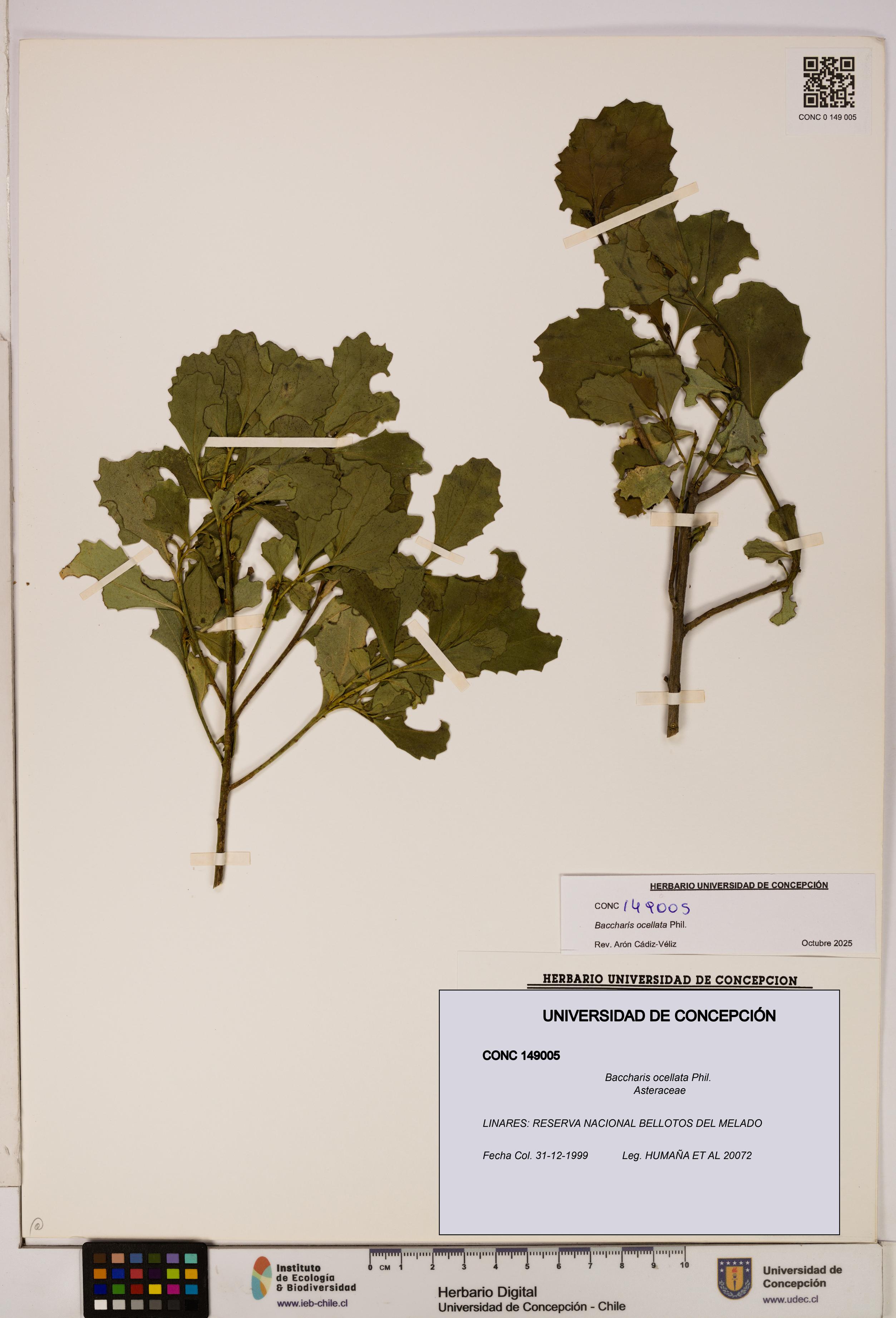 Baccharis ocellata [Espécimen: UDEC:CONC:0149005]