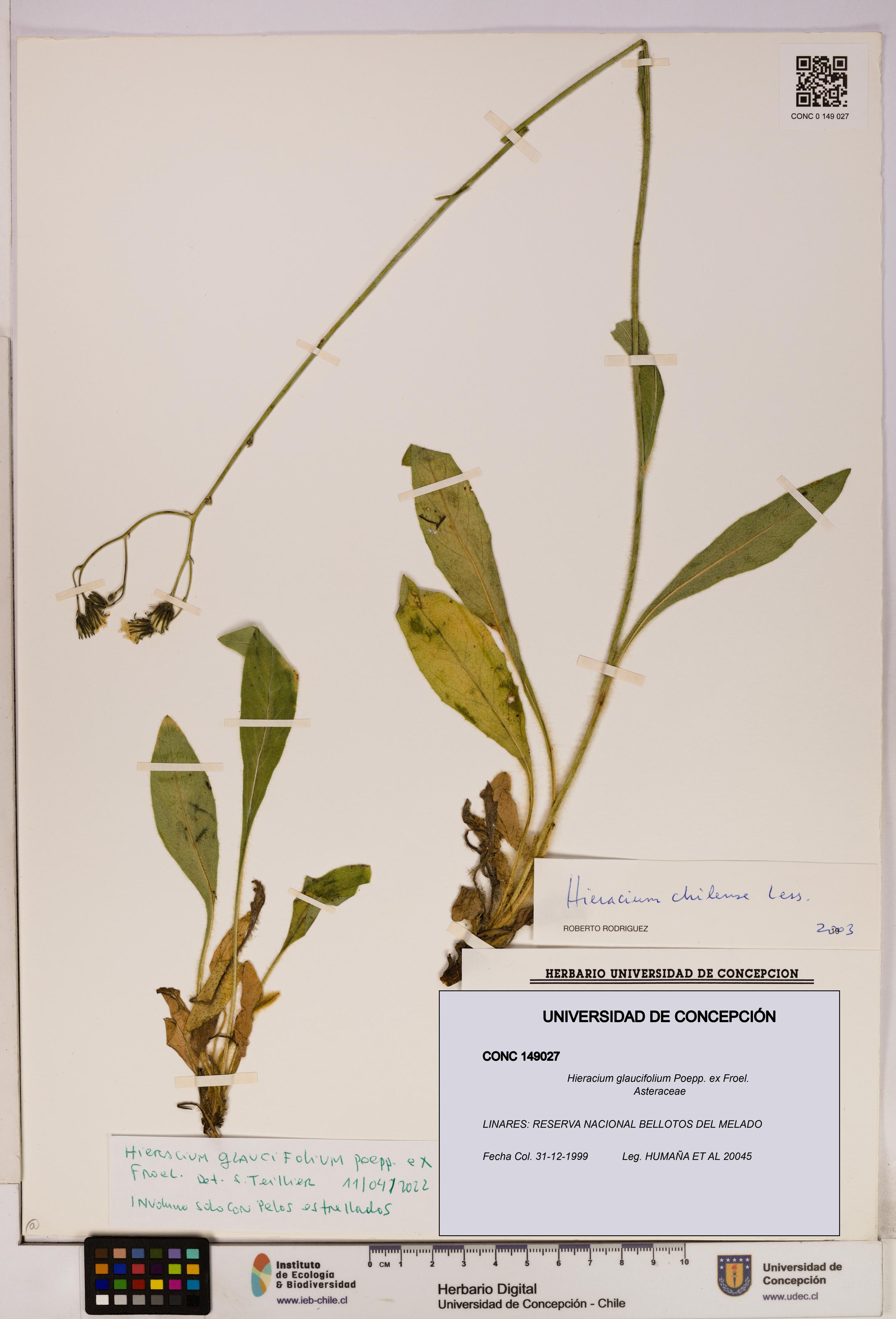 Hieracium glaucifolium [Espécimen: UDEC:CONC:0149027]