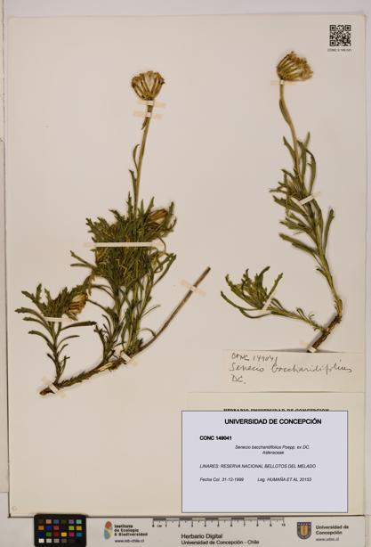 Senecio baccharidifolius [Espécimen: UDEC:CONC:0149041]