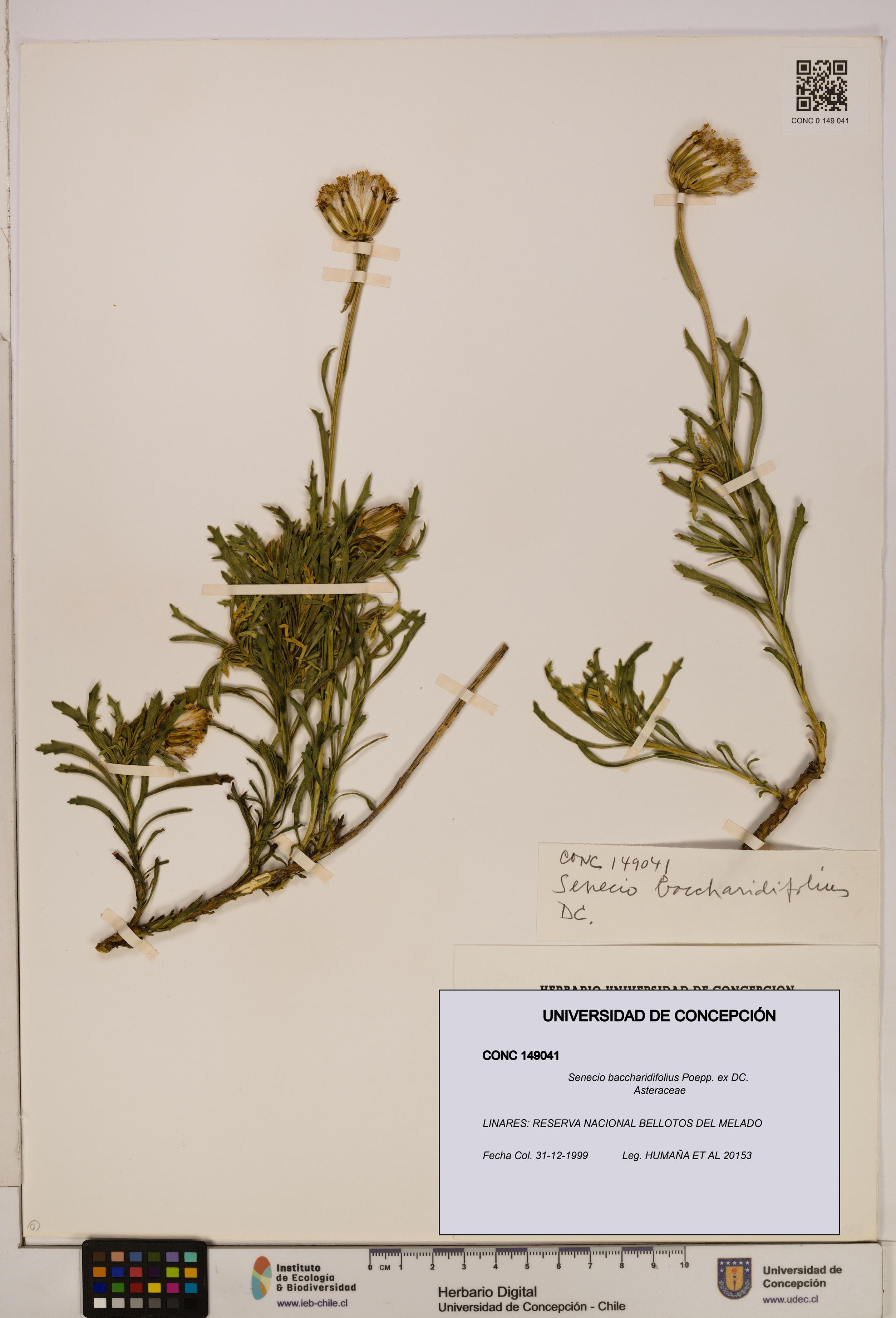 Senecio baccharidifolius [Espécimen: UDEC:CONC:0149041]