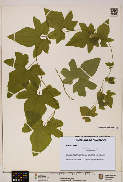 Dioscorea reticulata [Espécimen: ]