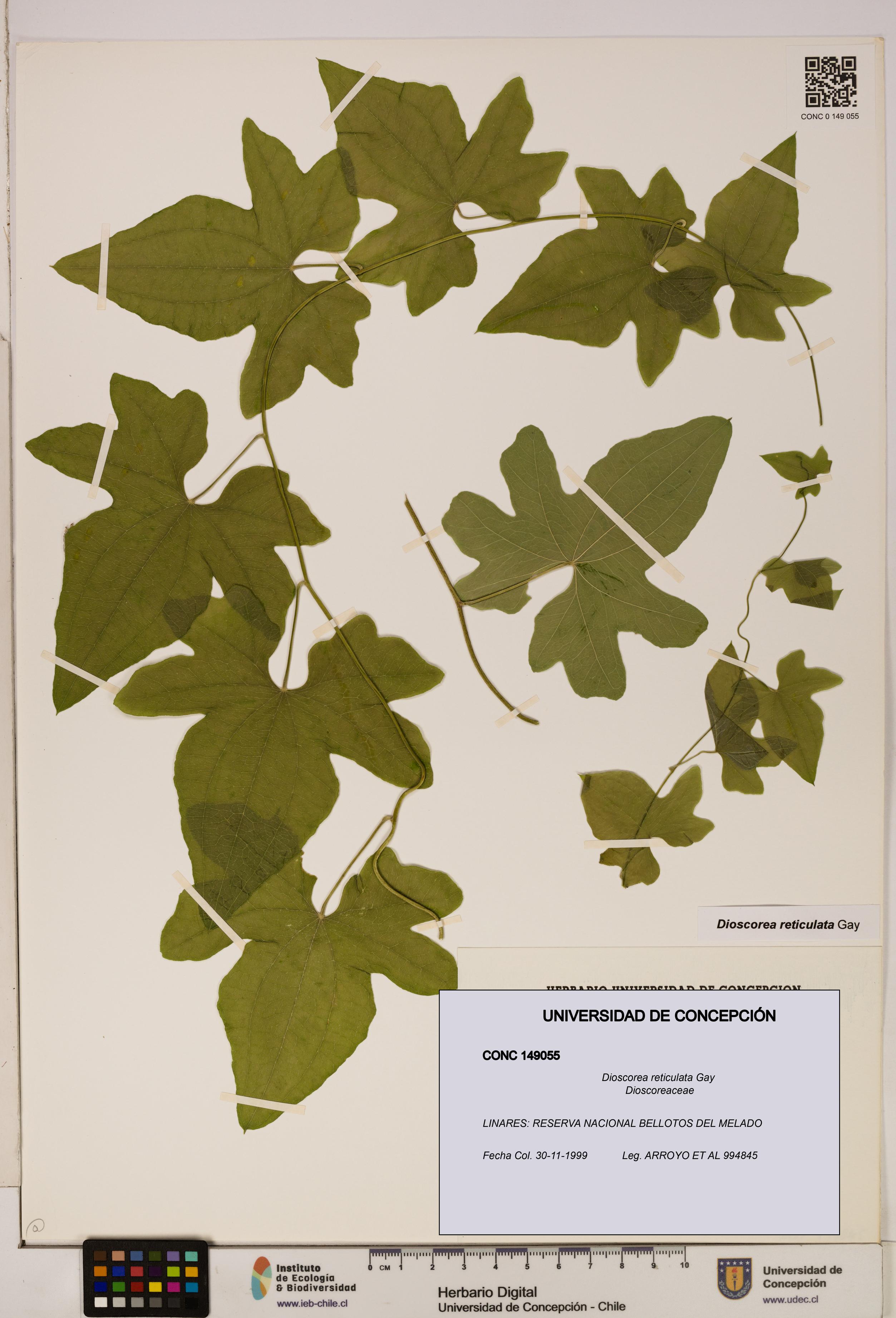Dioscorea reticulata [Espécimen: ]