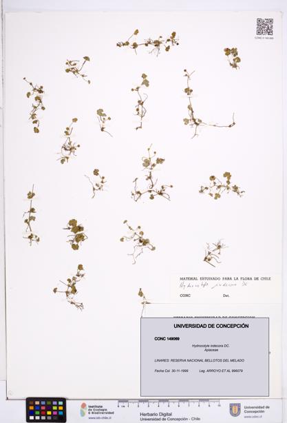 Hydrocotyle indecora [Espécimen: ]