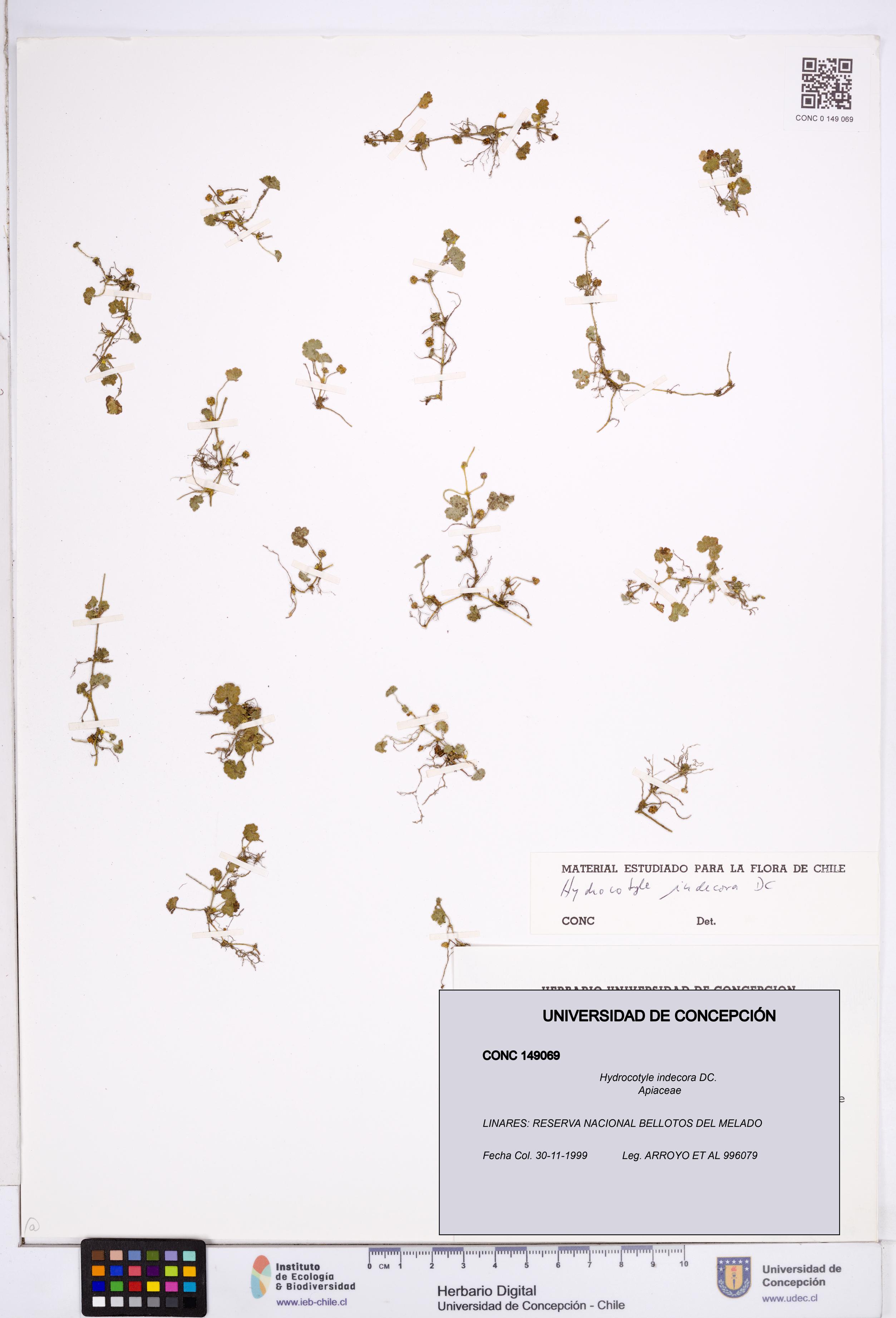Hydrocotyle indecora [Espécimen: ]