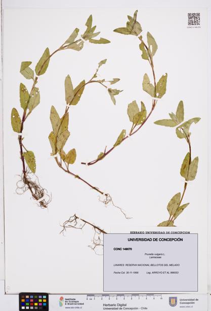 Prunella vulgaris [Espécimen: ]