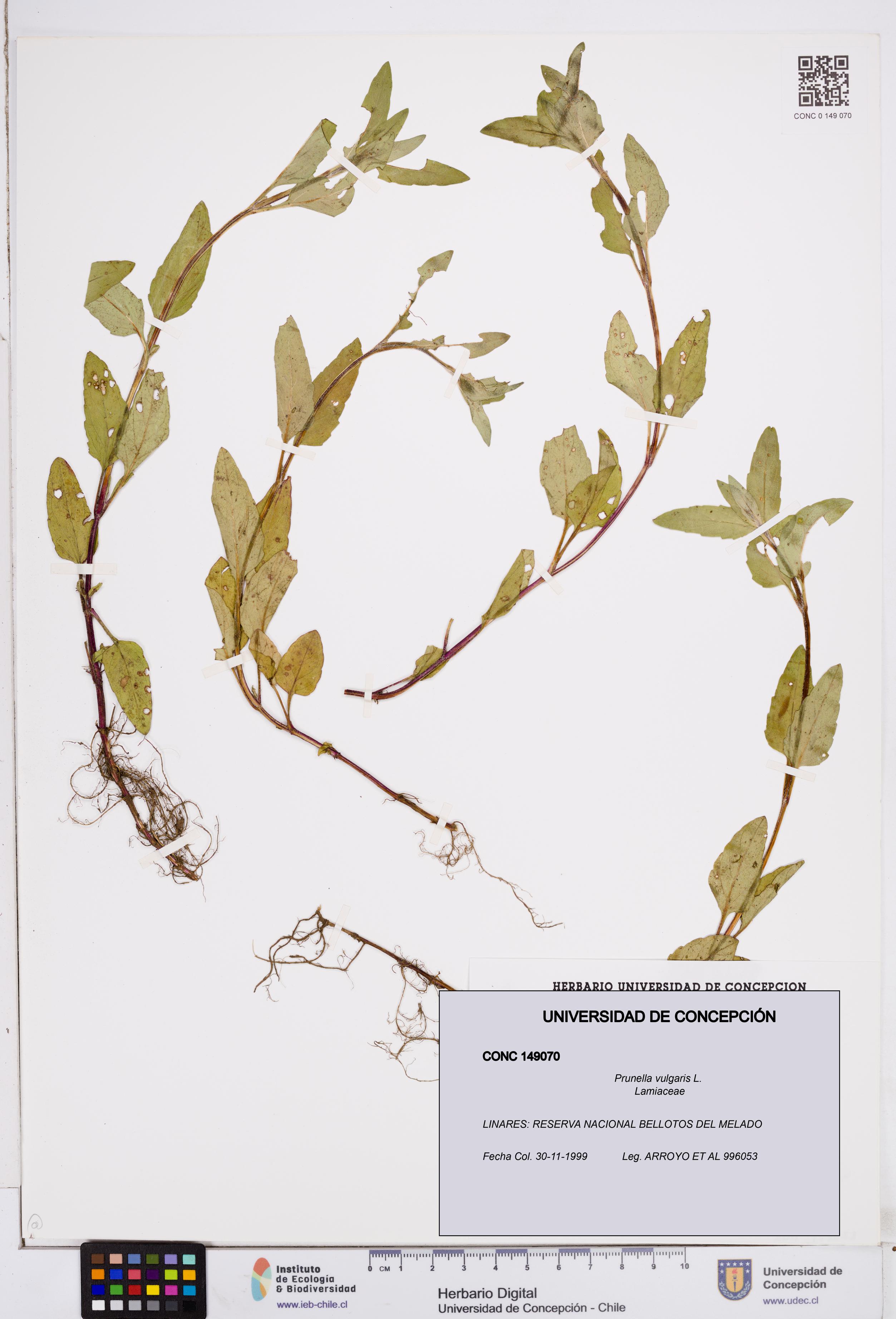 Prunella vulgaris [Espécimen: ]