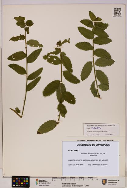 Baccharis racemosa [Espécimen: UDEC:CONC:0149073]