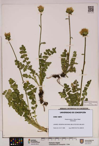 Perezia lyrata [Espécimen: UDEC:CONC:0149074]