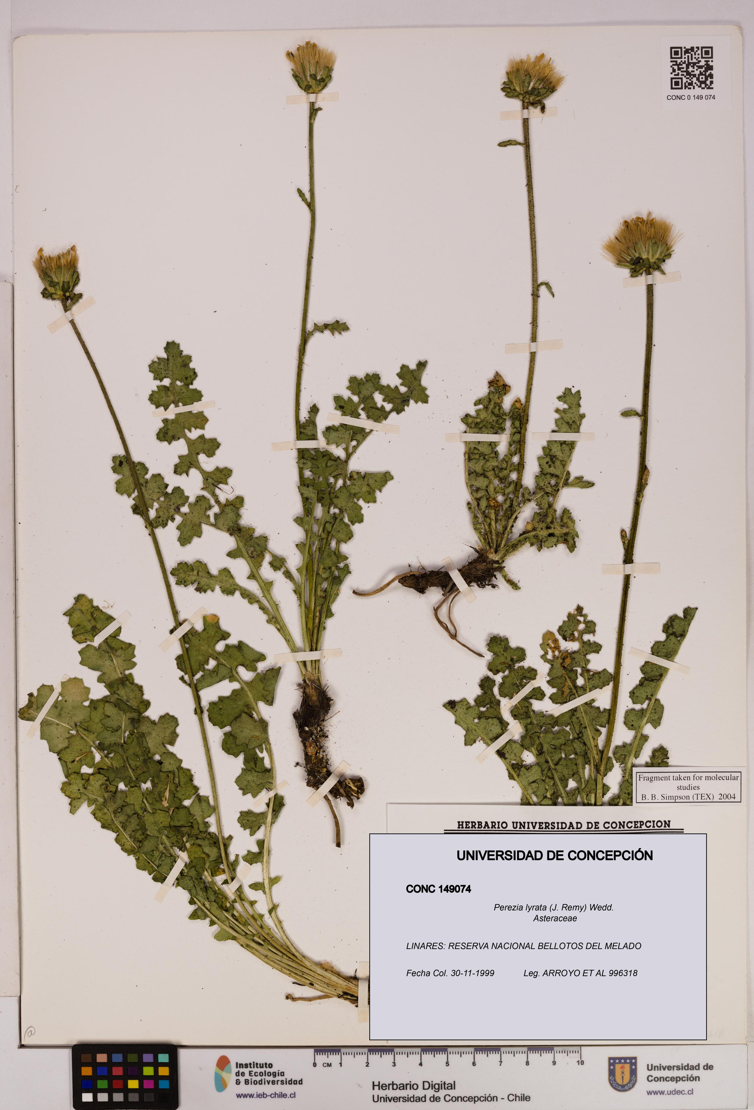 Perezia lyrata [Espécimen: UDEC:CONC:0149074]