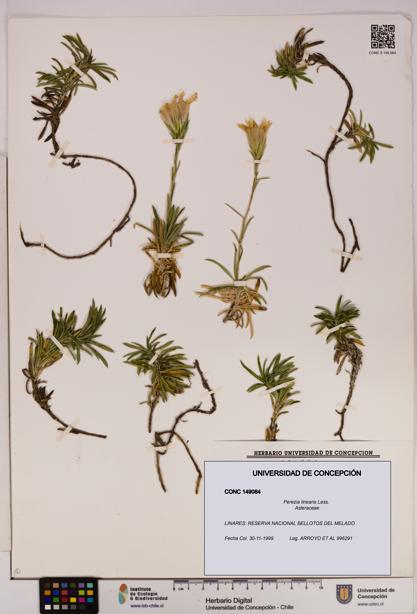 Perezia linearis [Espécimen: UDEC:CONC:0149084]