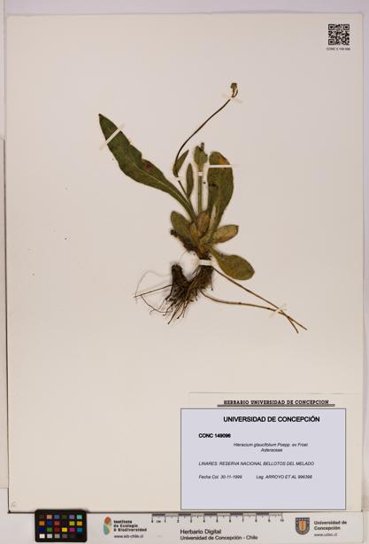 Hieracium glaucifolium [Espécimen: UDEC:CONC:0149096]
