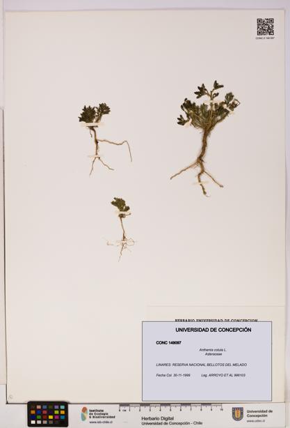 Anthemis cotula [Espécimen: UDEC:CONC:0149097]