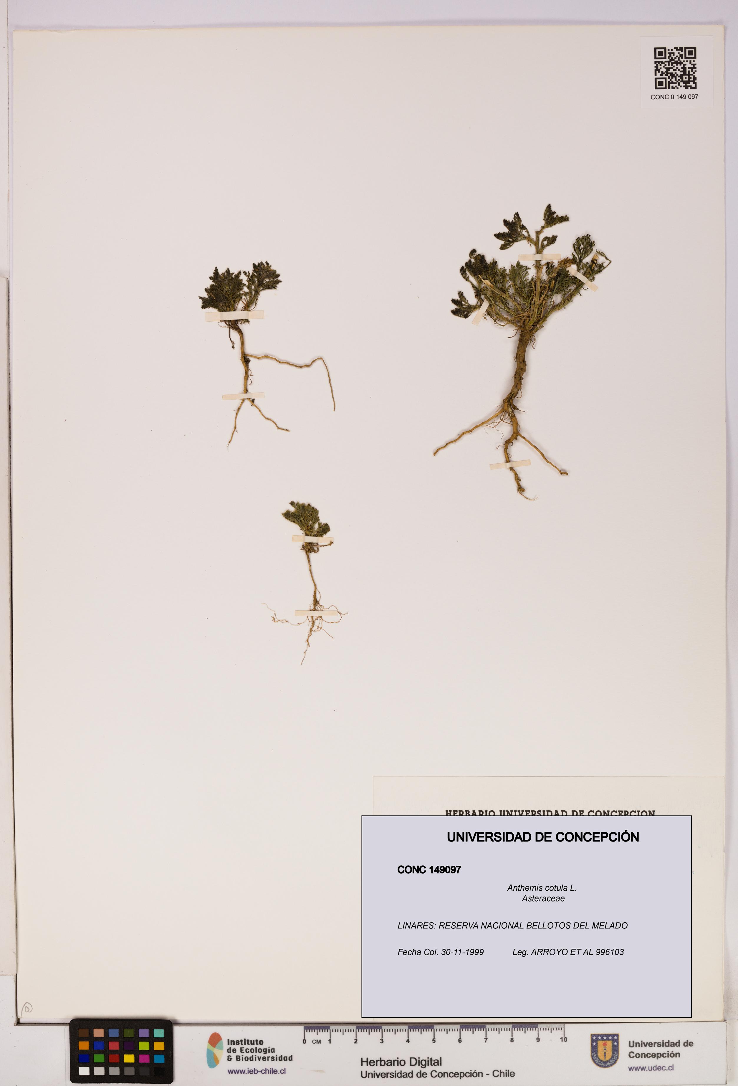 Anthemis cotula [Espécimen: UDEC:CONC:0149097]