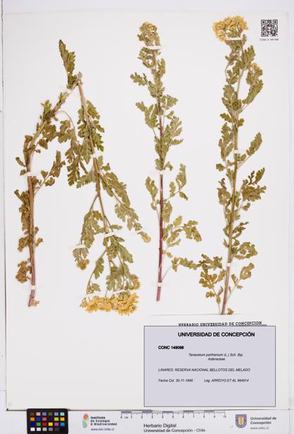 Tanacetum parthenium [Espécimen: ]