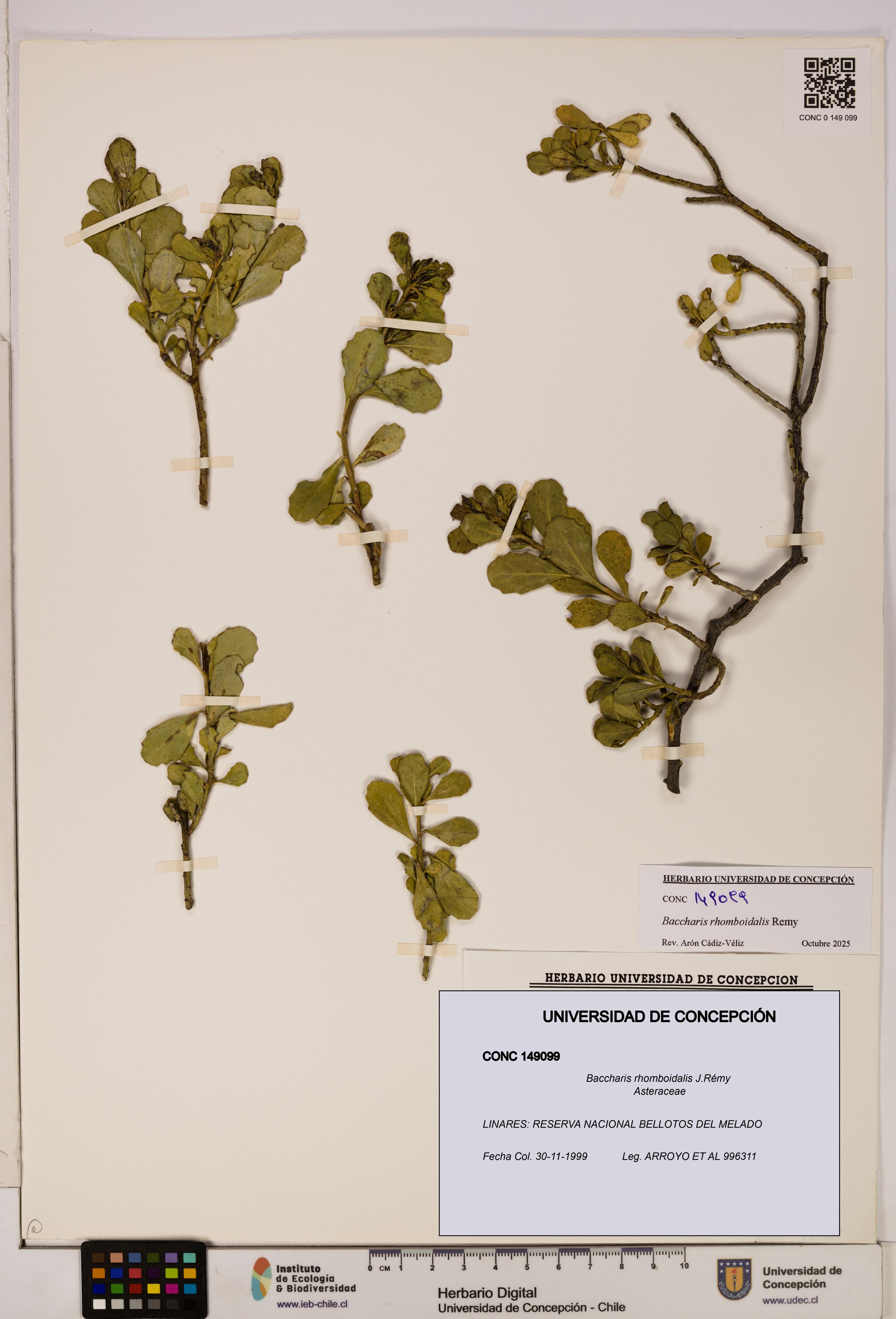Baccharis rhomboidalis [Espécimen: UDEC:CONC:0149099]