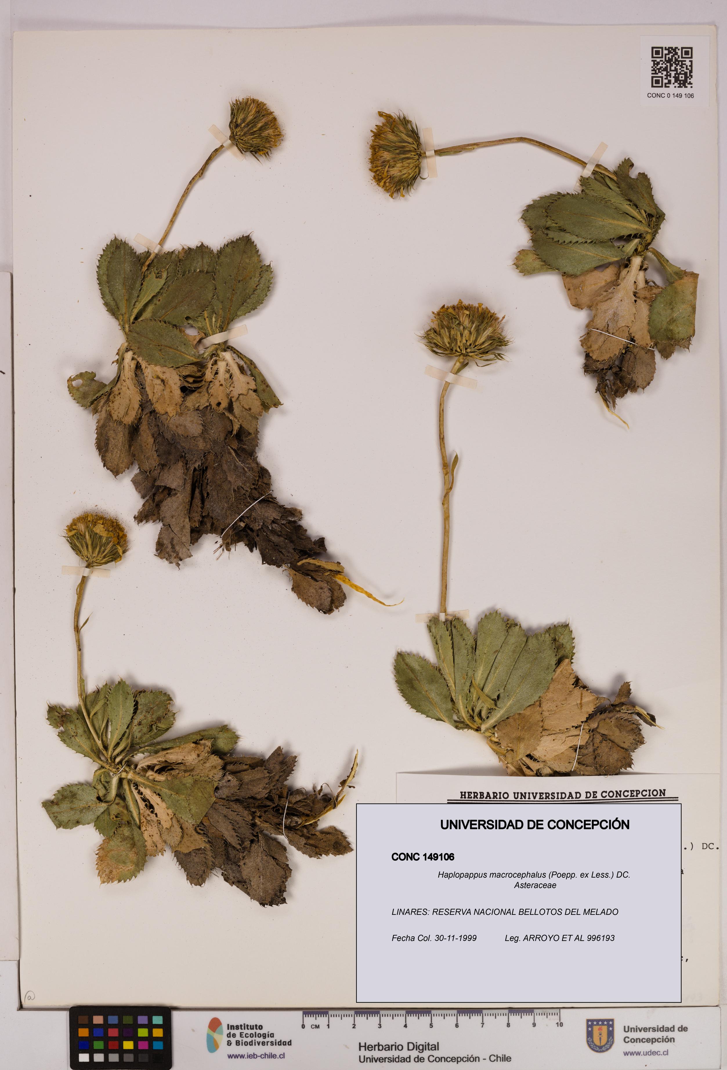Haplopappus macrocephalus [Espécimen: UDEC:CONC:0149106]
