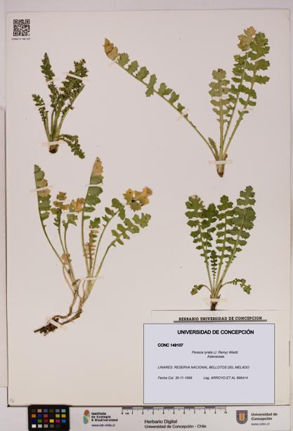 Perezia lyrata [Espécimen: UDEC:CONC:0149107]