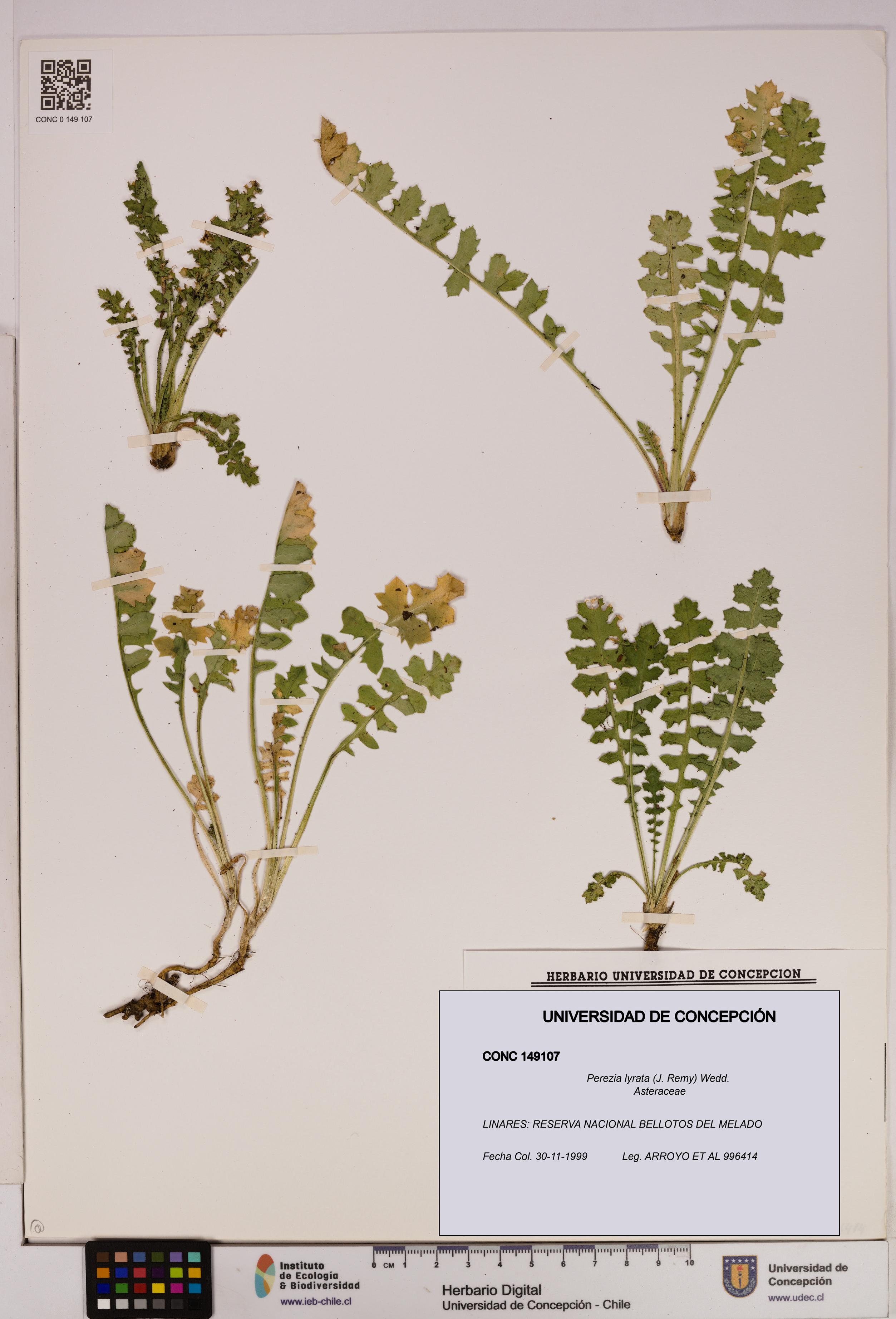 Perezia lyrata [Espécimen: UDEC:CONC:0149107]