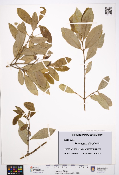 Laurelia sempervirens [Espécimen: UDEC:CONC:0149109]