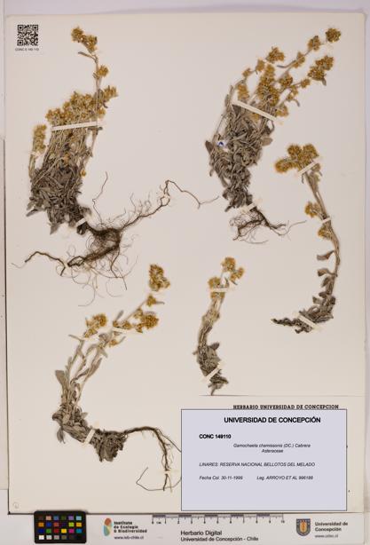 Gamochaeta chamissonis [Espécimen: UDEC:CONC:0149110]