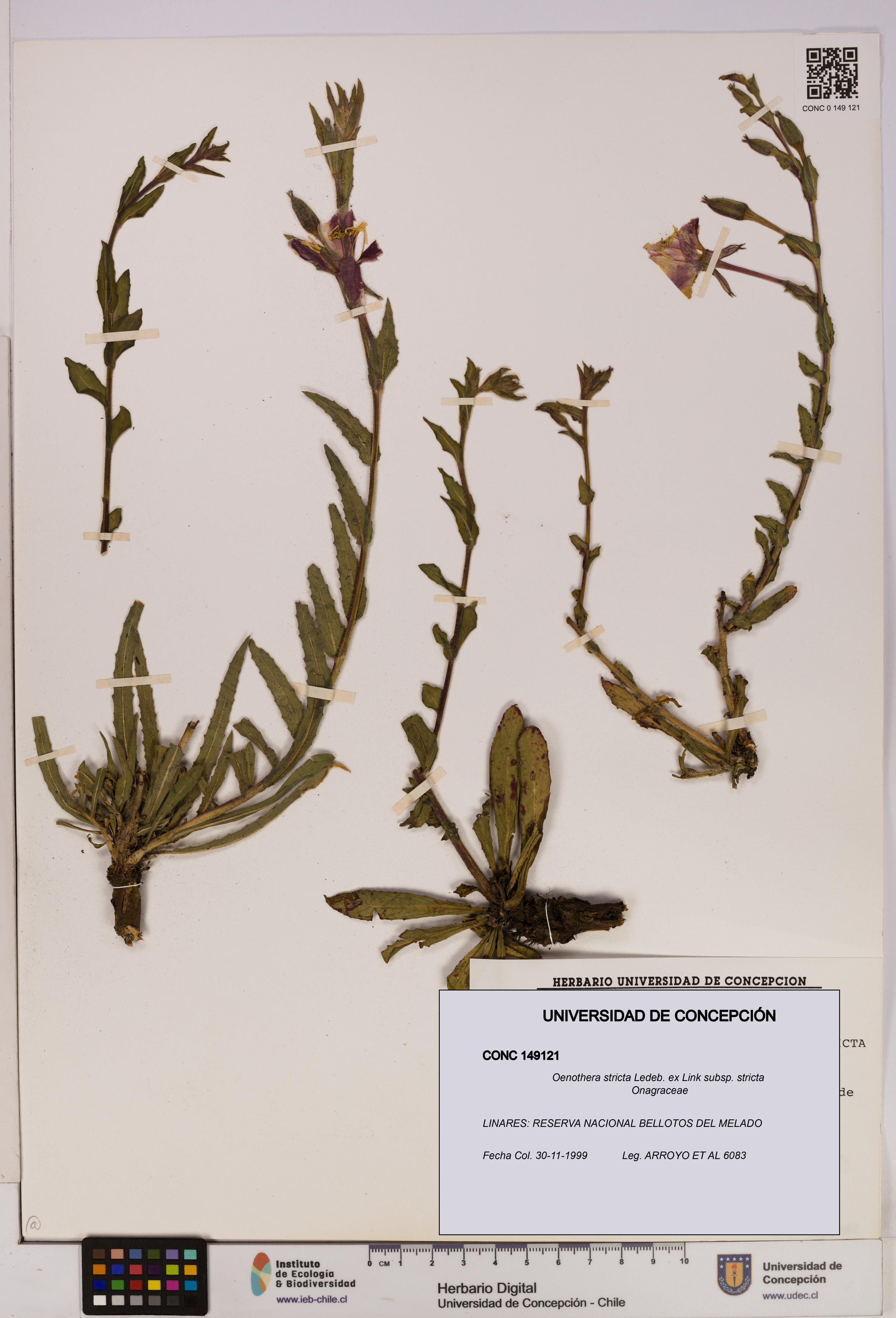 Oenothera stricta subsp. stricta [Espécimen: UDEC:CONC:0149121]