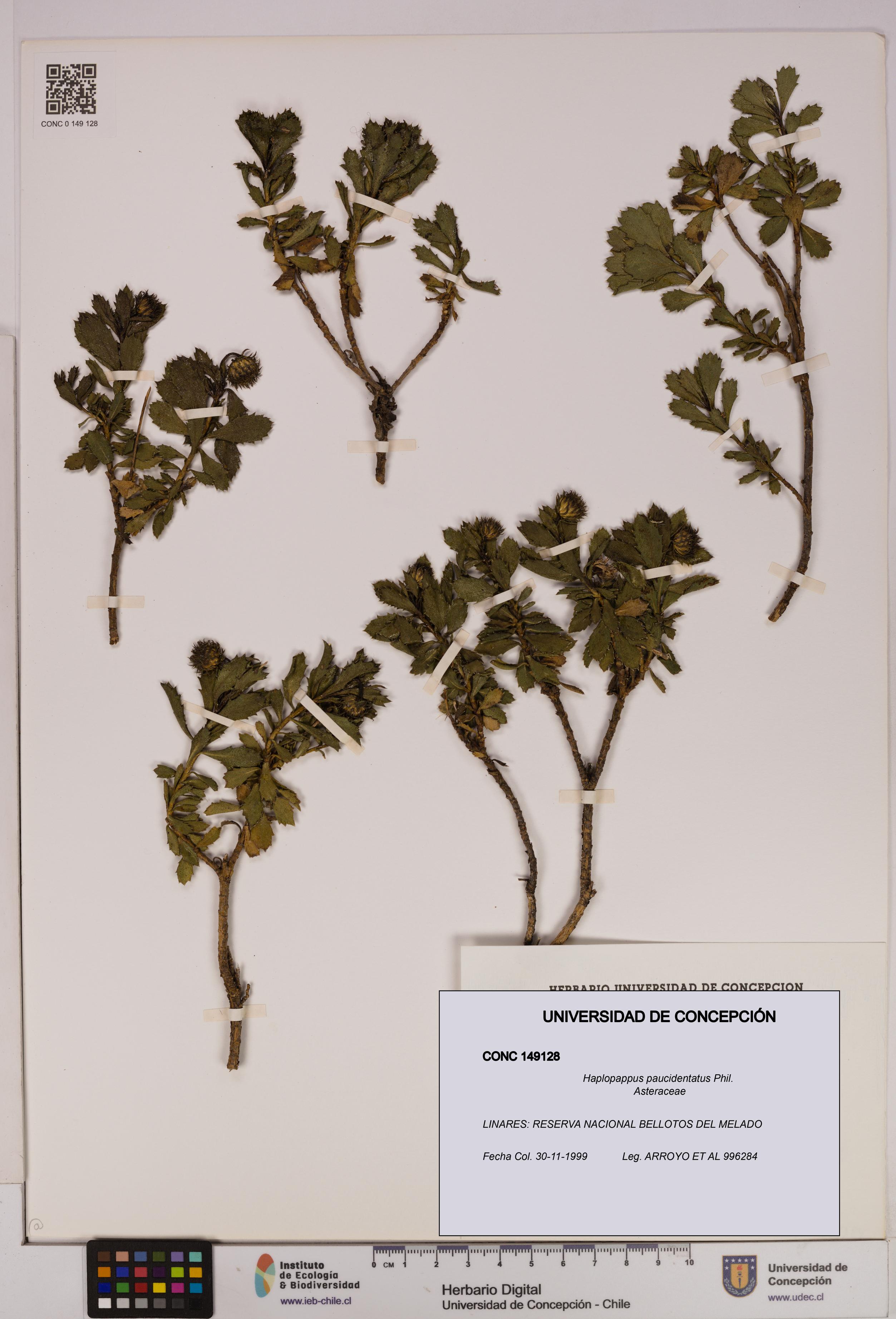 Haplopappus paucidentatus [Espécimen: UDEC:CONC:0149128]