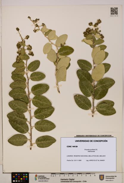 Proustia pyrifolia [Espécimen: UDEC:CONC:0149129]