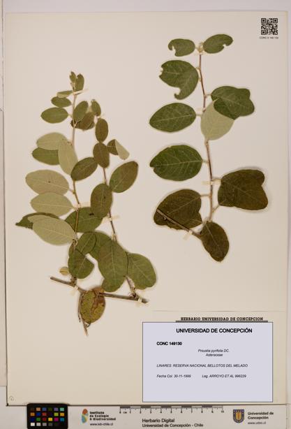 Proustia pyrifolia [Espécimen: UDEC:CONC:0149130]