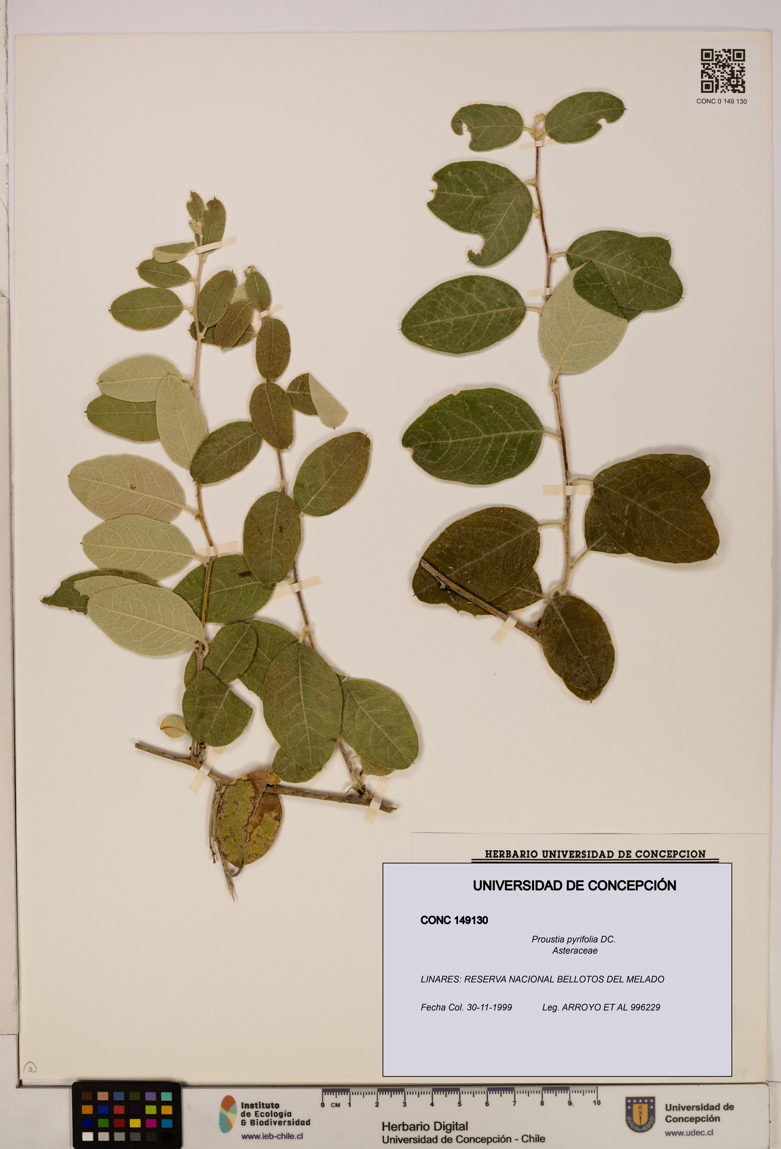 Proustia pyrifolia [Espécimen: UDEC:CONC:0149130]
