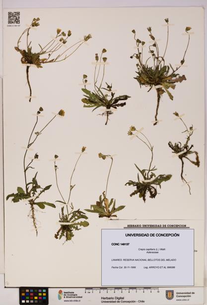 Crepis capillaris [Espécimen: UDEC:CONC:0149137]