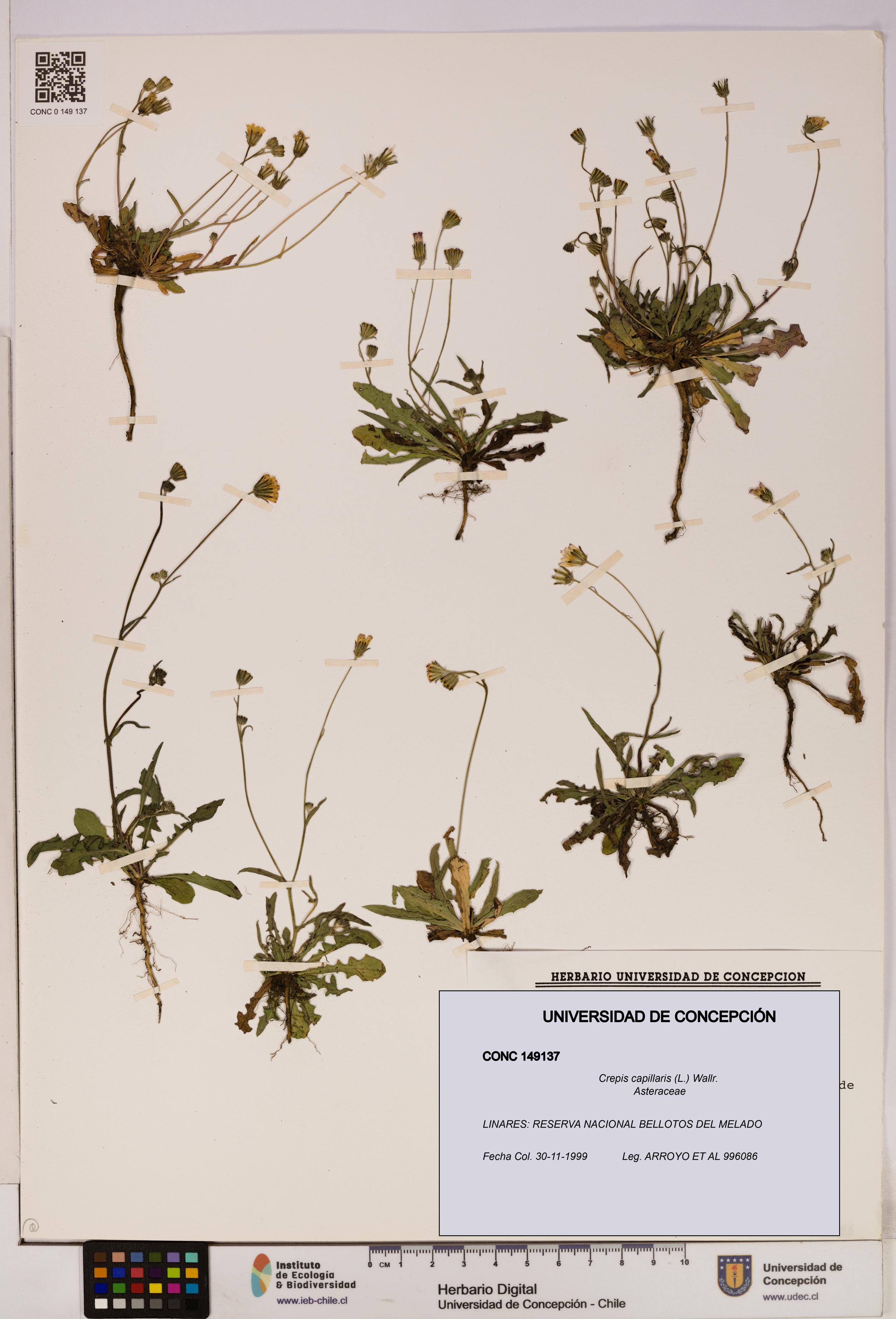 Crepis capillaris [Espécimen: UDEC:CONC:0149137]