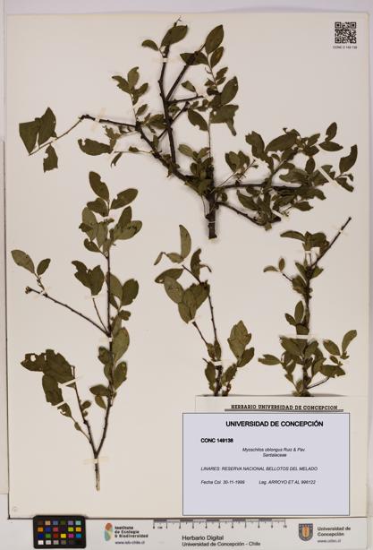 Myoschilos oblongus [Espécimen: UDEC:CONC:0149138]