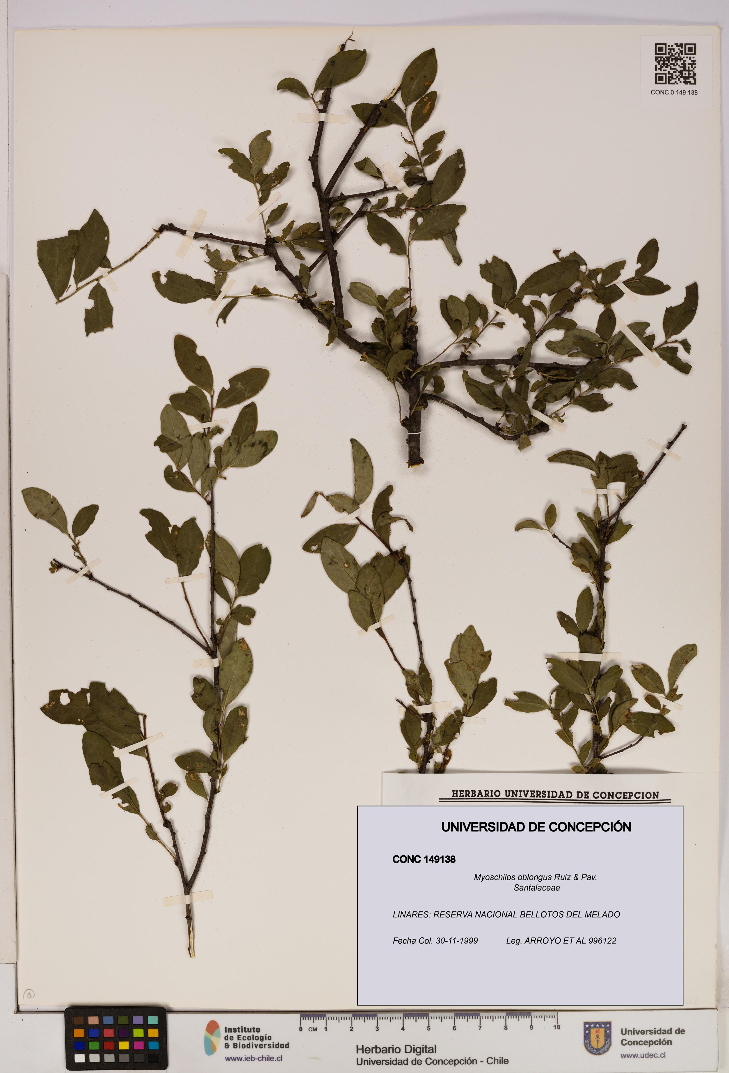 Myoschilos oblongus [Espécimen: UDEC:CONC:0149138]