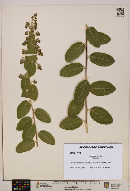Proustia pyrifolia [Espécimen: UDEC:CONC:0149140]