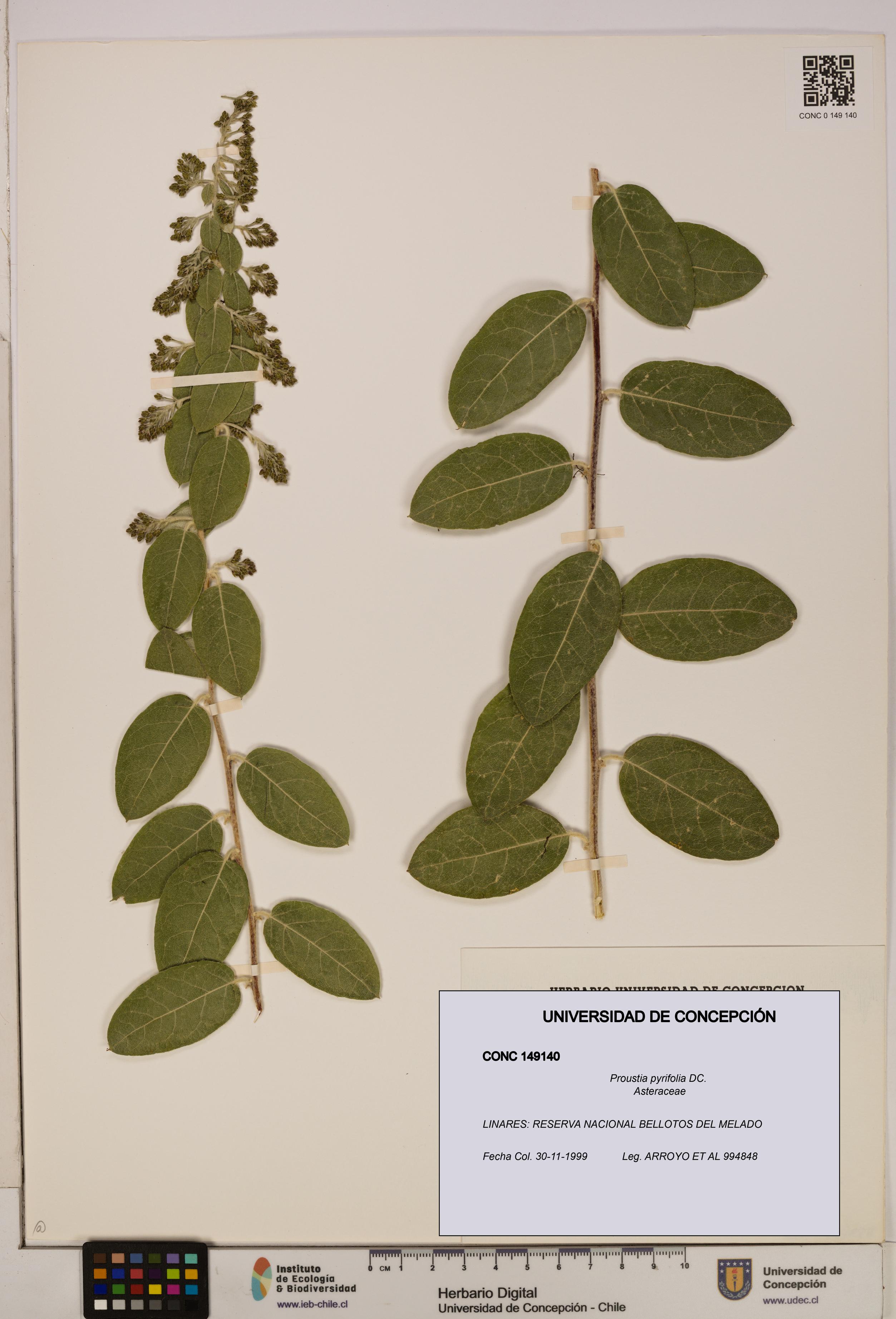 Proustia pyrifolia [Espécimen: UDEC:CONC:0149140]