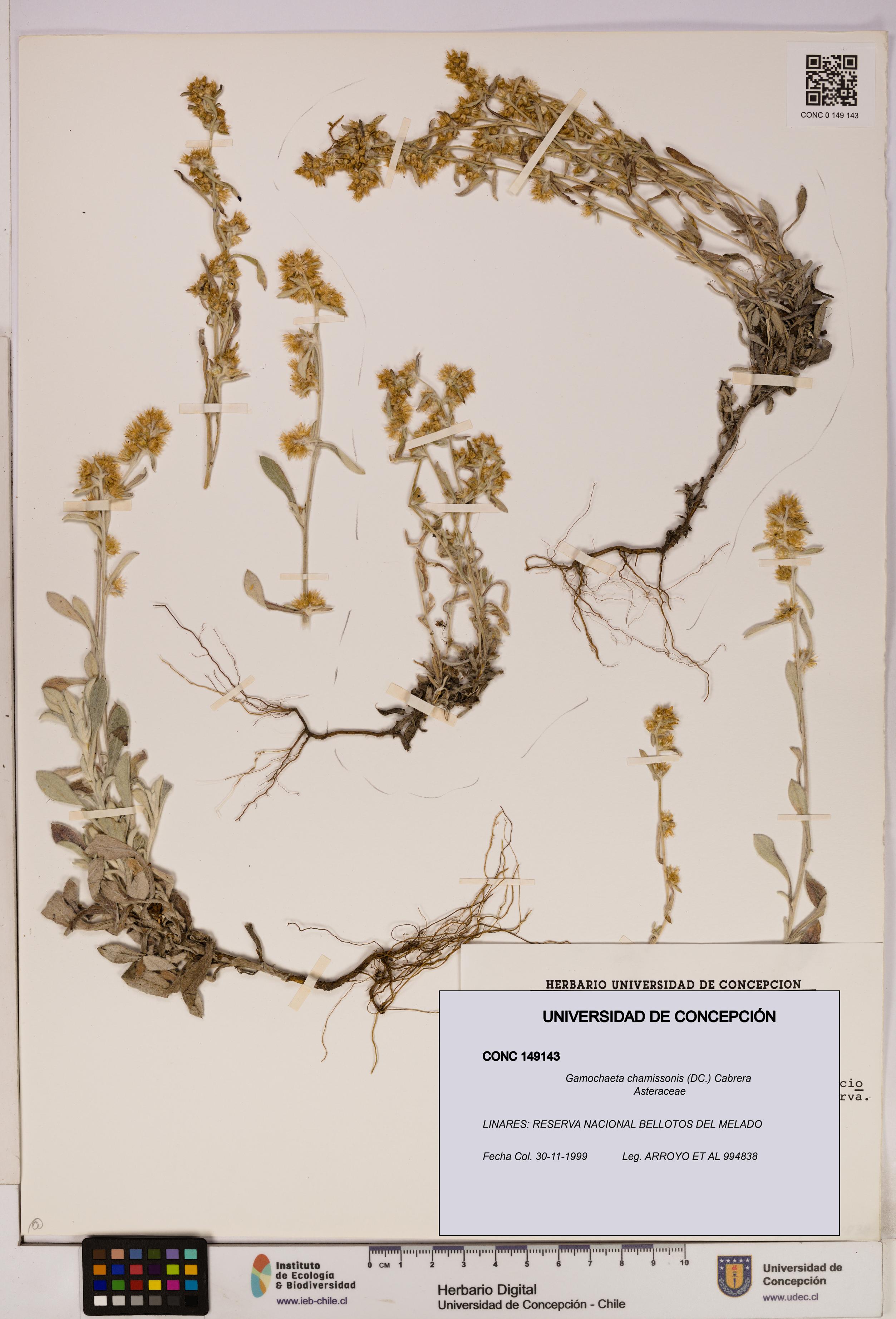 Gamochaeta chamissonis [Espécimen: UDEC:CONC:0149143]
