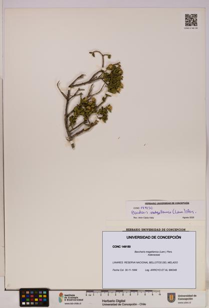 Baccharis magellanica [Espécimen: UDEC:CONC:0149150]