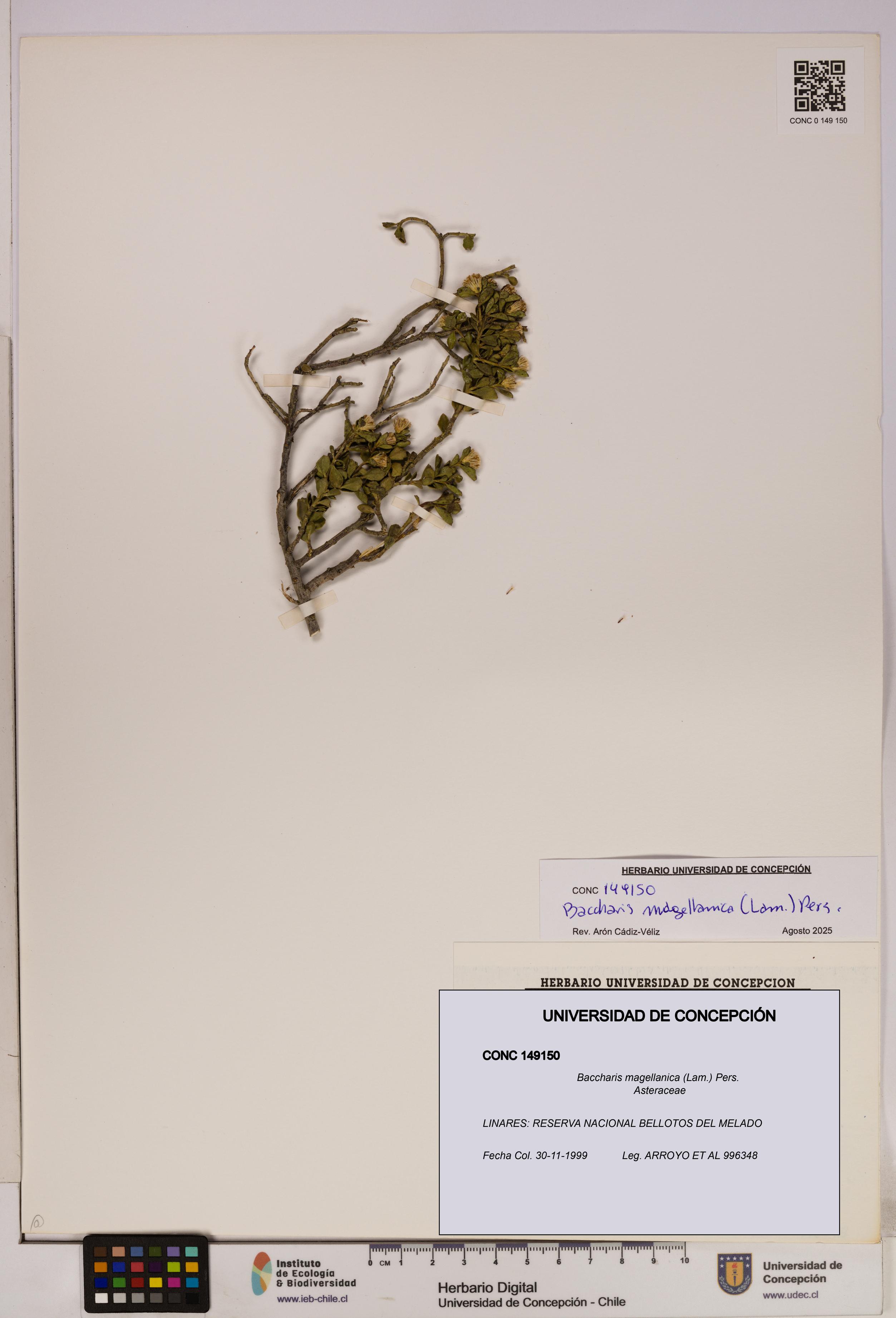 Baccharis magellanica [Espécimen: UDEC:CONC:0149150]