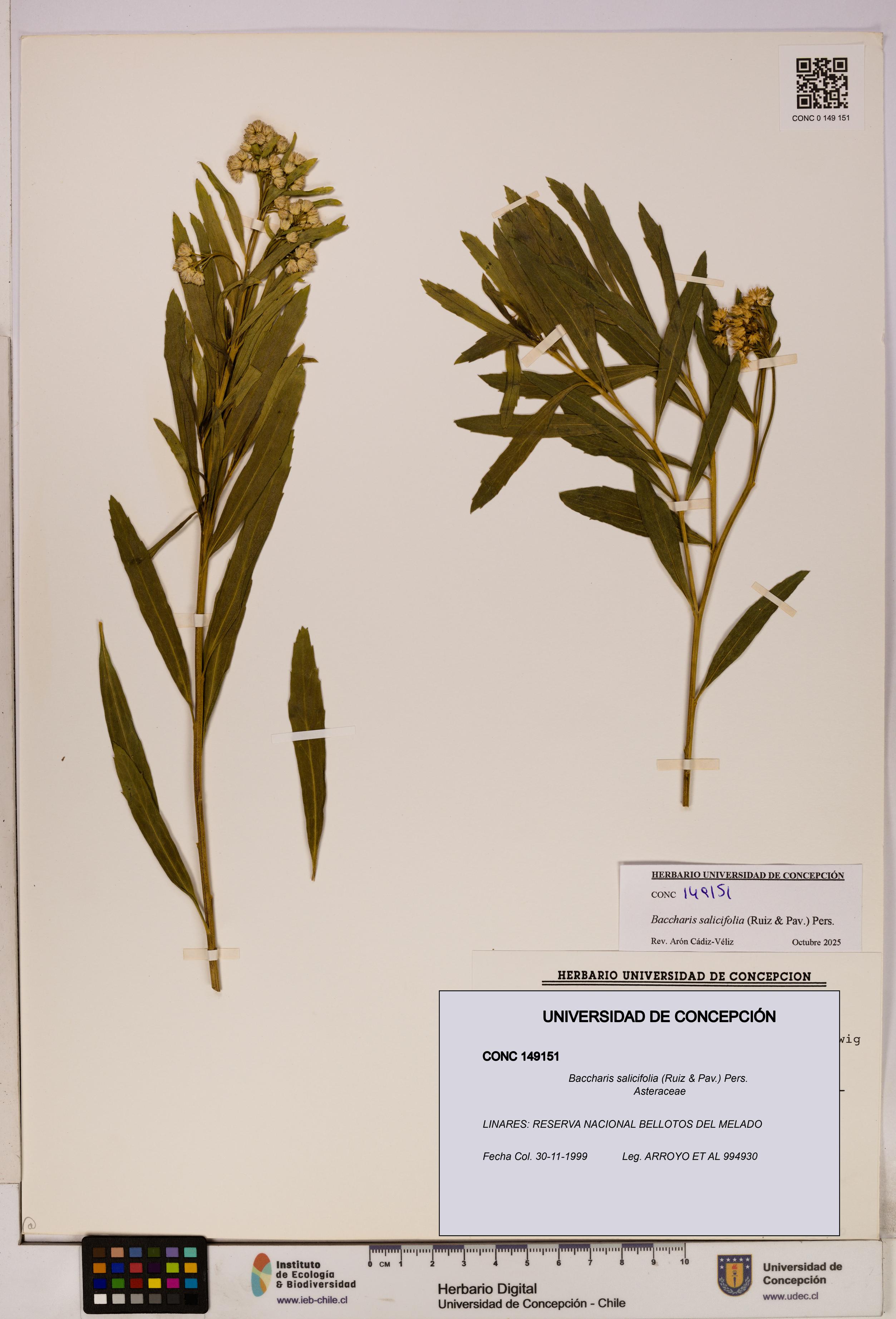 Baccharis salicifolia [Espécimen: UDEC:CONC:0149151]