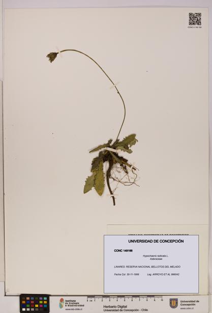 Hypochaeris radicata [Espécimen: UDEC:CONC:0149166]