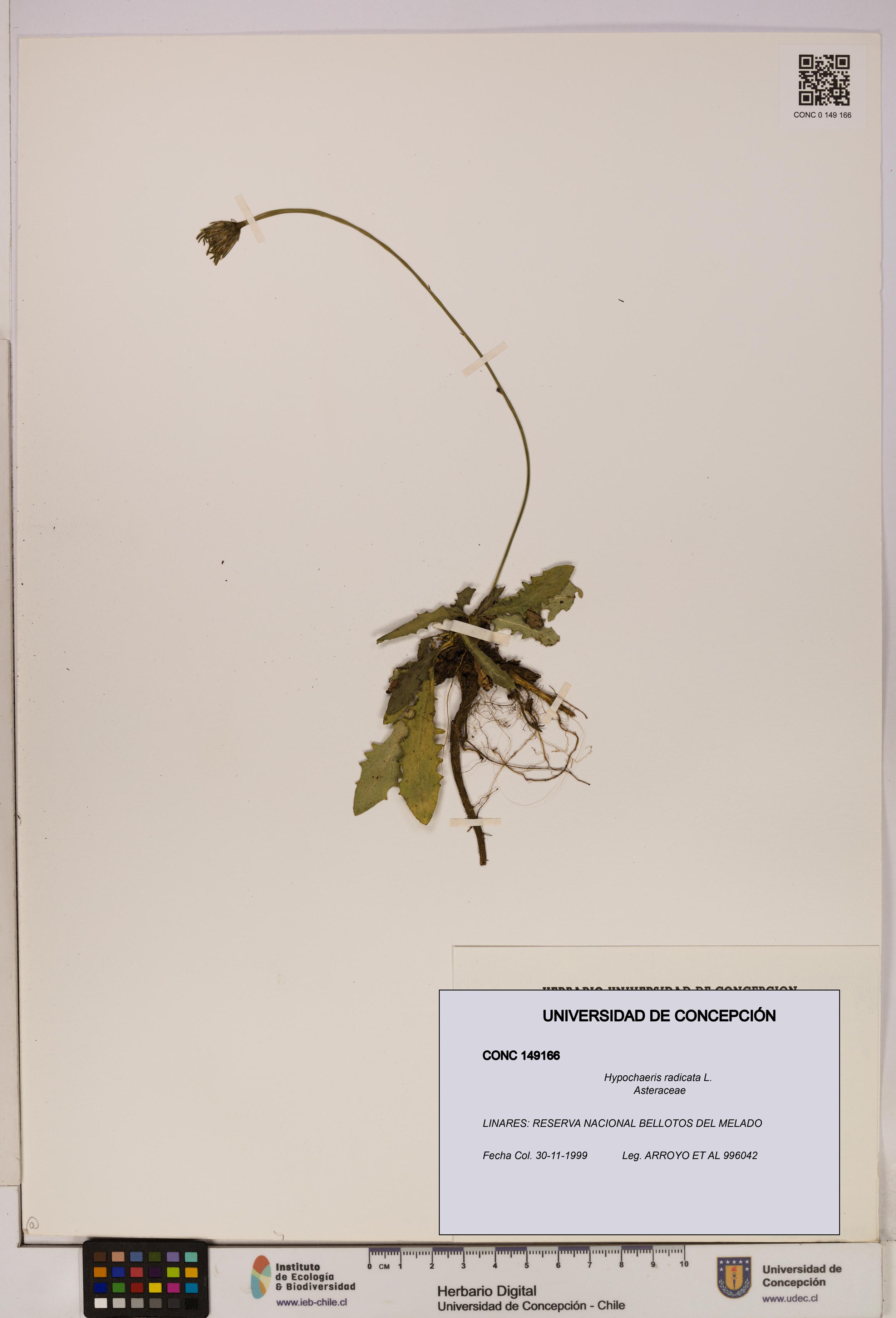 Hypochaeris radicata [Espécimen: UDEC:CONC:0149166]