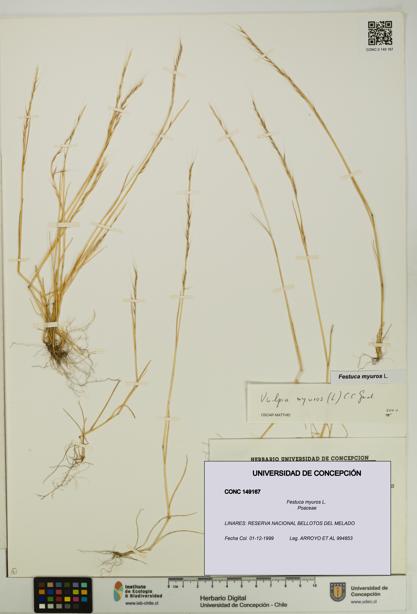 Festuca myuros [Espécimen: UDEC:CONC:0149167]