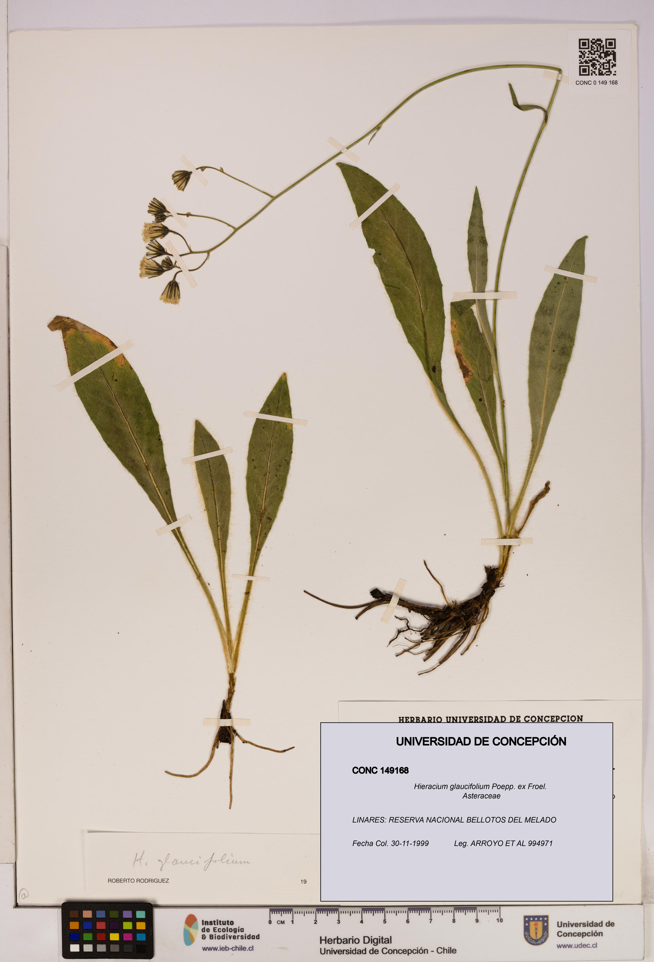 Hieracium glaucifolium [Espécimen: UDEC:CONC:0149168]