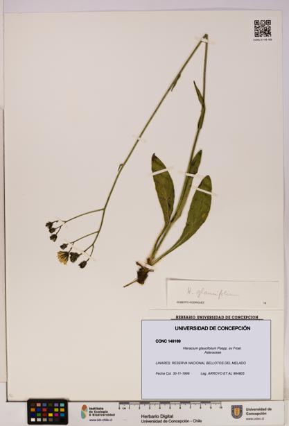 Hieracium glaucifolium [Espécimen: UDEC:CONC:0149169]