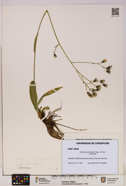 Hieracium glaucifolium [Espécimen: UDEC:CONC:0149184]