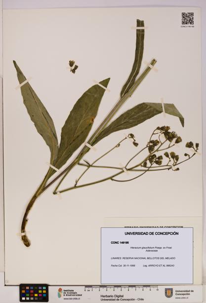 Hieracium glaucifolium [Espécimen: UDEC:CONC:0149195]