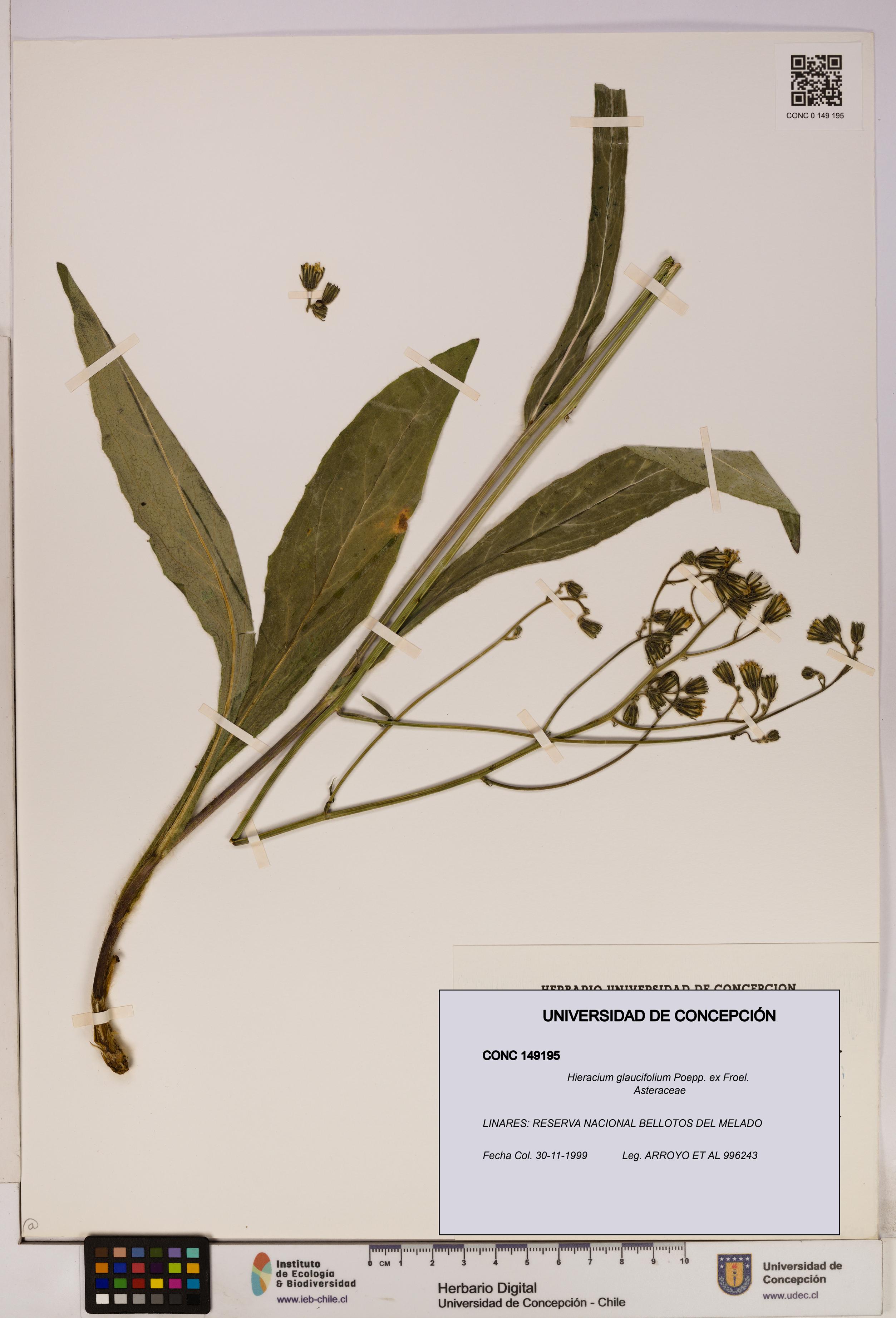 Hieracium glaucifolium [Espécimen: UDEC:CONC:0149195]