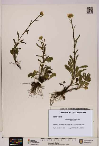 Leucanthemum vulgare [Espécimen: UDEC:CONC:0149198]