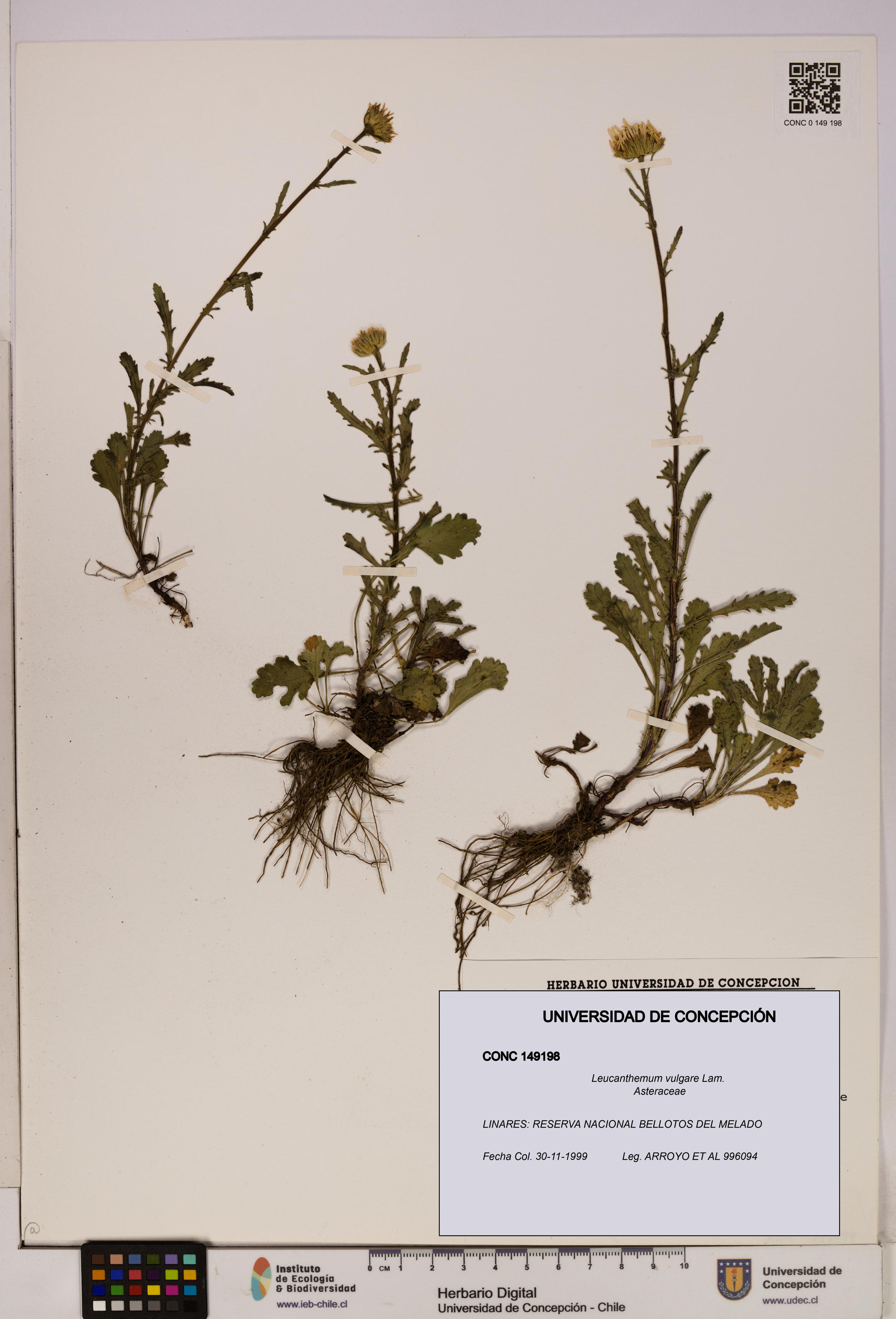 Leucanthemum vulgare [Espécimen: UDEC:CONC:0149198]