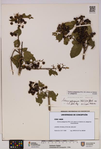 Schinus patagonica var. patagonica [Espécimen: UDEC:CONC:0149200]